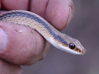 Mountain Patchnose Snake